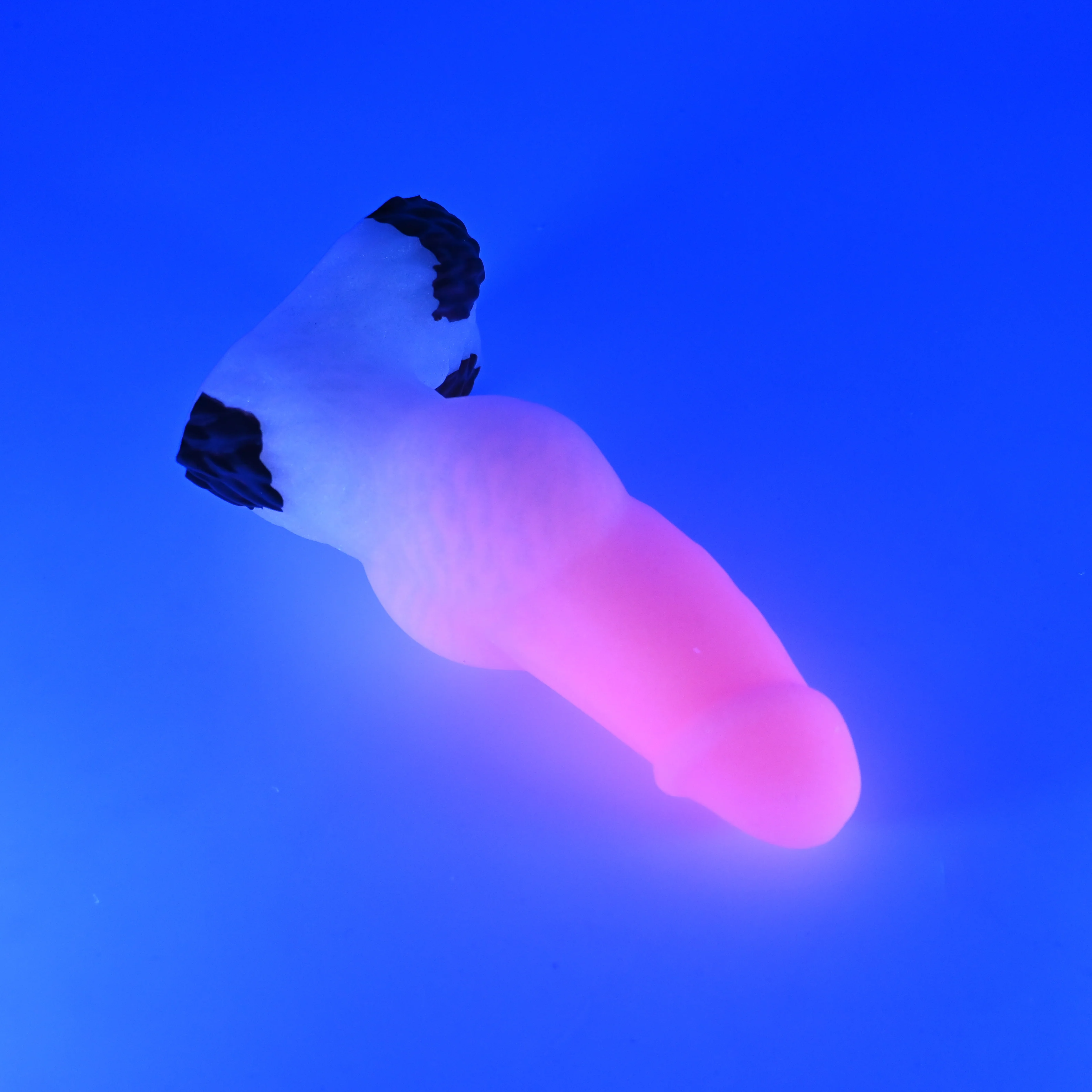 52SJF31 Jacob Small 0030 UV GITD - Image 3